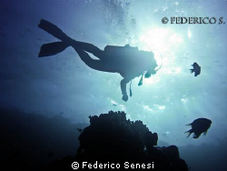 Divers... by Federico Senesi 